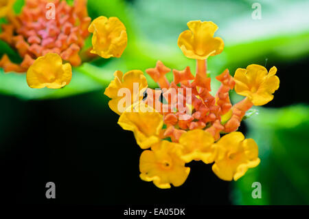 Makro kleine Blumen leuchtende Farben der Lantana Camara (Pha Ka Krong) in Thailand getroffen Stockfoto