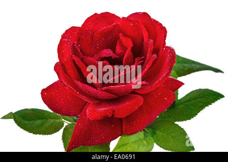 Blume Rose in Tautropfen, isoliert auf weißem Hintergrund Stockfoto