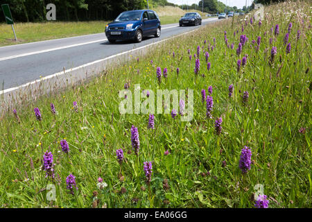 Frühe lila Orchidee (Orchis Mascula), Straßenrand Llanelli, Wales, UK Stockfoto