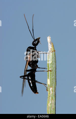 Geflügelte Ameise bereit zu fliegen Stockfoto