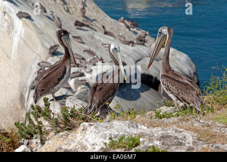 Brauner Pelikan, Pelecanus Occidentalis, auf einer Klippe in der Nähe des Pazifischen Ozeans Stockfoto