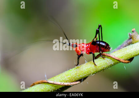 Nahaufnahme Conocephalus Melas kleinen rot-schwarzen Cricket ist eine Art von Tettigoniidae (Bush-Grillen oder Katydids) in Thailand getroffen Stockfoto