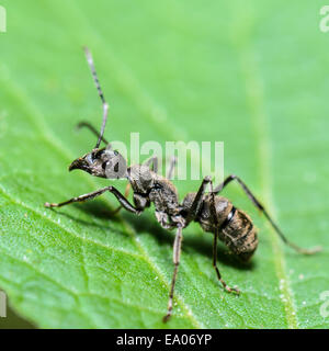 Schließen Sie sich schwarze Rossameise (Camponotus Pennsylvanicus) auf einem grünen Blatt, in Thailand getroffen. Stockfoto