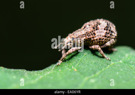 Nahaufnahme Otiorhynchus Scaber oder Rüsselkäfer auf einem grünen Blatt, in Thailand getroffen. Stockfoto