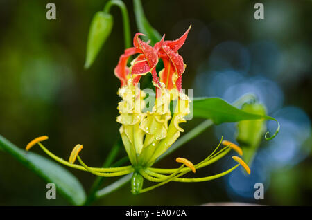 Gloriosa Superba oder Klettern Lily ist eine Kletterpflanze mit spektakulären roten und gelben Blüten, aber alle Teile der Pflanze sind extrem Stockfoto