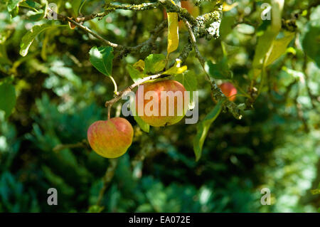 Zwei reife Äpfel am Baum im Obstgarten Stockfoto