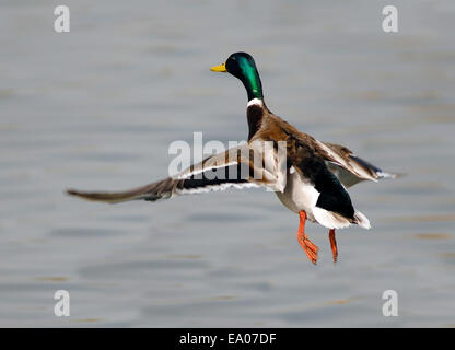 Männliche Stockente-Start Stockfoto