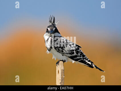 Pied Kingfisher Ceryle Rudis, schaut in die Kamera Stockfoto