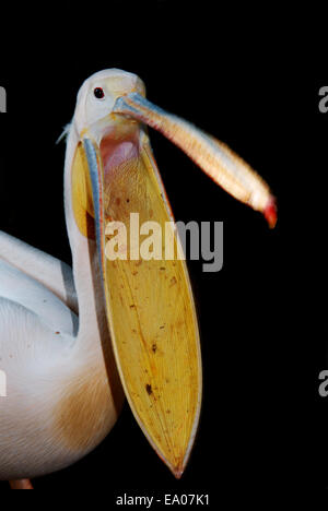 Weißer Pelikan offene Rechnung Stockfoto