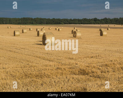 Harvested wheat field with haystacks Stockfoto