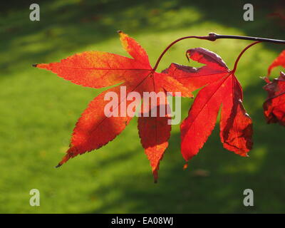 Rote Herbstfärbung der Hintergrundbeleuchtung japanischer Ahorn Blätter (Acer Palmatum) Vielzahl Osakazuki zeigt Venen und Zellen gegen grünen Rasen Stockfoto