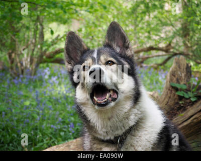 Niedlichen Hund Bluebell Holz Stockfoto