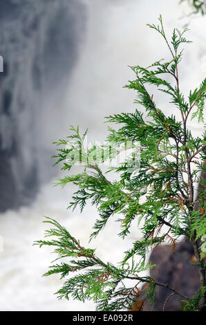 Zeder auf Felsen im Wasserfall Hintergrund Stockfoto