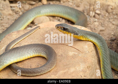 Östlichen Bauche Racer, Coluber Constrictor Flaviventris, endemisch in Nordamerika Stockfoto