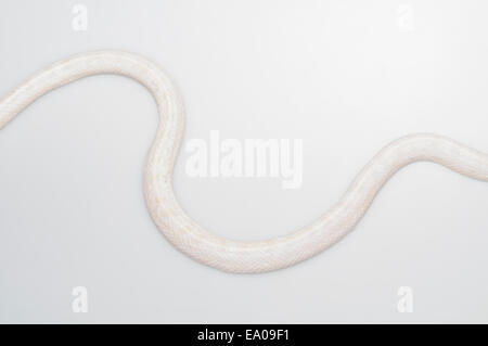 Schnee, zusammengesetzte Morph Kornnatter, Pantherophis Guttatus, amelanistisch + anerythristische; Ausschnitt mit weißem Hintergrund Stockfoto