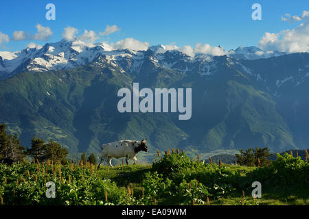 Kuh grasen auf den Wiesen, Mazeri Dorf, Swanetien, Georgia Stockfoto