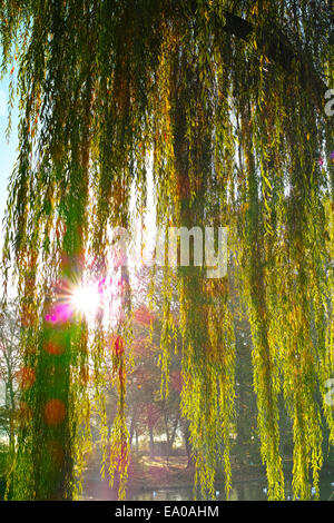 Sonne durch hängende Zweige & Blätter der Trauerweide Baum Stockfoto