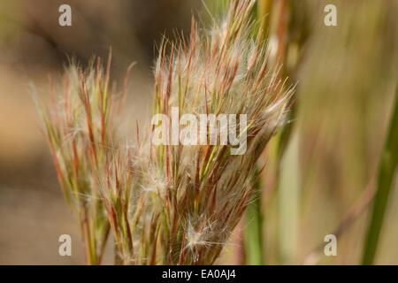 Steppengras, buschigen bluestem Stockfoto