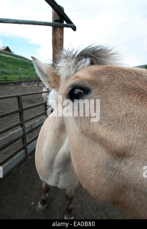 Norwegischer Fjord-Pferd auf der Ranch in Montana SW Stockfoto