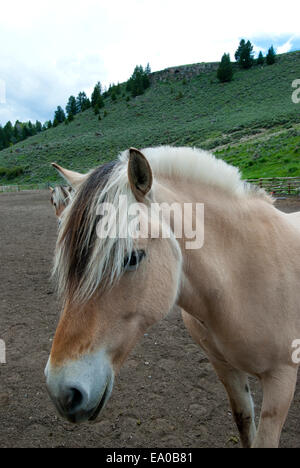 Norwegischer Fjord-Pferd auf der Ranch in Montana SW Stockfoto