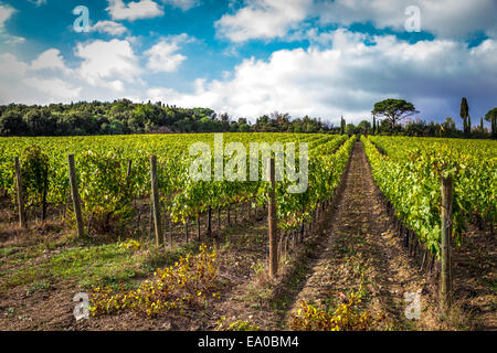 Fields of grapes in the autumn, Italy Stockfoto