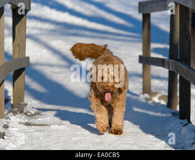 Golden Doodle Hund kreuzt eine Schnee bedeckte Brücke im winter Stockfoto