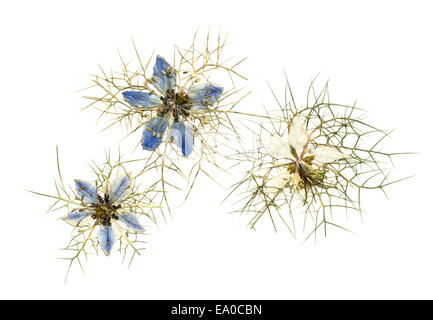 Eine Gruppe von drei Trockenblumen gepressten Nigella isoliert auf weißem Hintergrund Stockfoto