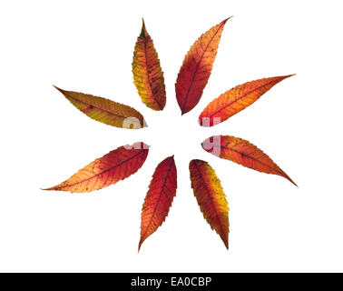 Herbst-Sumach-Blätter in einem Kreis von acht isoliert auf weiss angeordnet Stockfoto