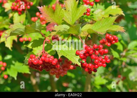 Europäische Cranberry Bush - Europäische Snowball Baum - Guelder Rose - Wasser Elder - Cramp Bark (Vibernum Opulus) Beeren im Sommer Stockfoto