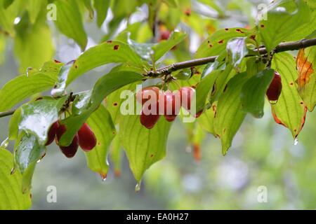 Cornelian Cherry (Cornus Mas) in Früchten im Sommer Stockfoto