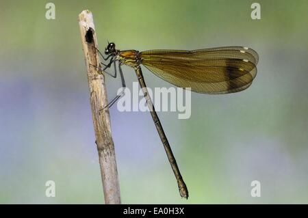 Westlichen Demoiselle - Yellow-tailed Prachtlibelle (Calopteryx Xanthostoma) im Sommer Stockfoto