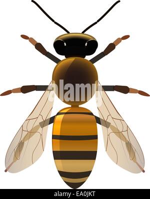 Vektor-Biene auf weißem Hintergrund, eps10 Vector, Transparenz verwendet Stock Vektor