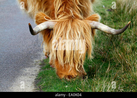 Exmoor Highland Kuh Weiden neben der Straße, mit langen Hörnern & Haar Hochlandrinder sind robust, mit einem sehr ruhigen temperament Stockfoto