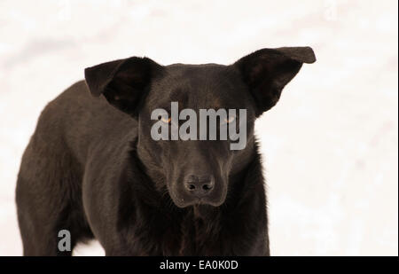 Schwarzer Hund Stockfoto