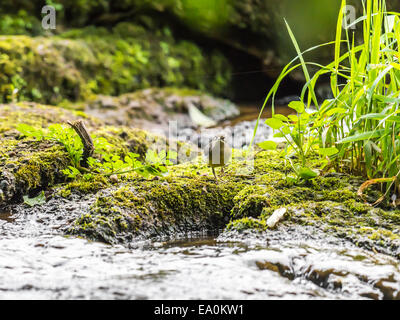 Eine Schafstelze [Motacilla Flava] bietet einen einzigartigen und intimen Einblick in sein Leben am Rand Wassers. Stockfoto