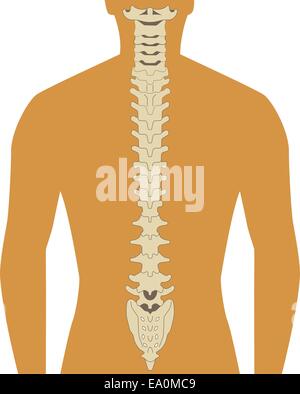 menschliche Silhouette mit Wirbelsäule Illustration Vektor Stock Vektor