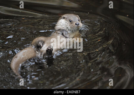 Europäische otter Stockfoto