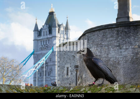 Rabe saß auf Wand inmitten der Tower of London Tower Bridge im Hintergrund, London, England, Europa. Stockfoto