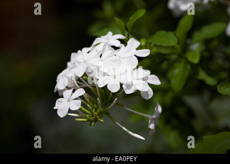 Plumbago Auriculata var. Alba blüht. Stockfoto