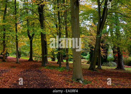 Zündeten Arboretum, in der Nähe von Moreton-in-the-Moor, Gloucestershire, England UK Stockfoto