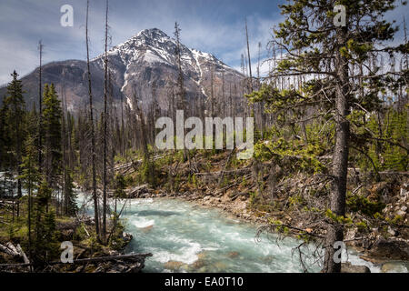 Kootenay-River in Kootenay National Park, Britisch-Kolumbien, Kanada, Nordamerika. Stockfoto