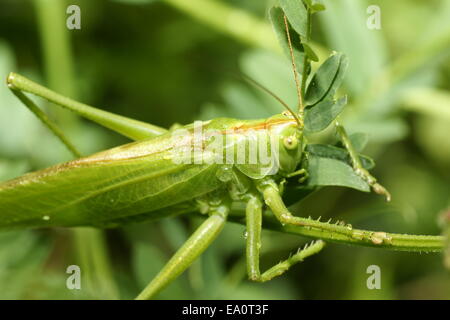 grüne Heuschrecke, Tettigonia viridissima Stockfoto