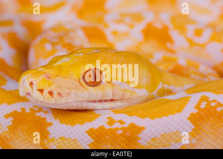 Albino Netzpython. Python Schlange gelb auf dem Holztisch liegend ...