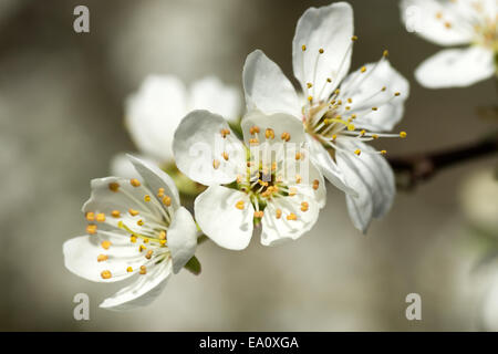 White Cherry blossom Stockfoto