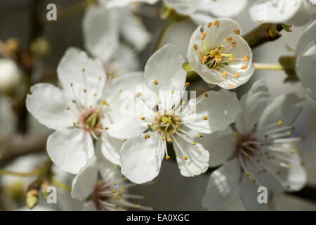 White Cherry blossom Stockfoto