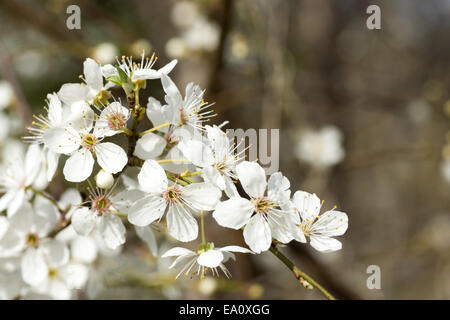 White Cherry blossom Stockfoto
