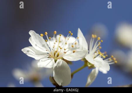 White Cherry blossom Stockfoto