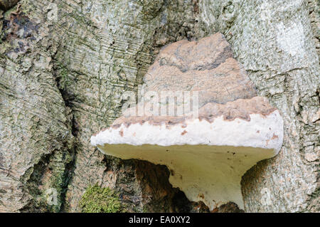 Zunderschwamm (Zündstoff Fomentarius) eine gemeinsame Art der Halterung Pilz, wächst auf einem Baum Stockfoto