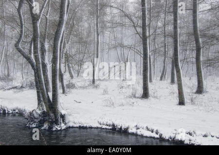 Winterlandschaft mit Schneesturm im Wald in der Nähe des Flusses Stockfoto