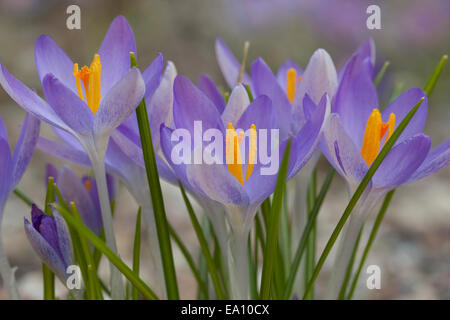 Waldland Krokus, Tomasini Crocus, "Tommies", Elfenkrokus, Elfen-Krokus, Dalmatiner Krokus Krokusse, Crocus tommasinianus Stockfoto